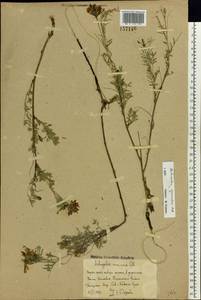 Astragalus cornutus Pall., Eastern Europe, Rostov Oblast (E12a) (Russia)