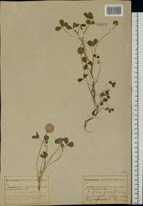 Trifolium fragiferum L., Eastern Europe, Middle Volga region (E8) (Russia)