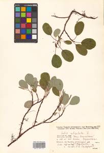 Salix reticulata L., Siberia, Chukotka & Kamchatka (S7) (Russia)