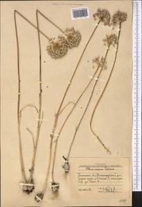 Allium caesium Schrenk, Middle Asia, Western Tian Shan & Karatau (M3) (Uzbekistan)