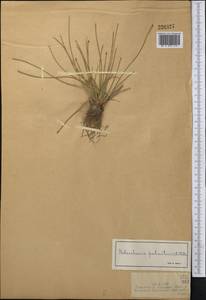 Eleocharis argyrolepis Kierulff, Middle Asia, Dzungarian Alatau & Tarbagatai (M5) (Kazakhstan)