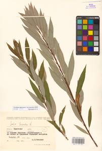 Salix triandra L., Siberia, Baikal & Transbaikal region (S4) (Russia)