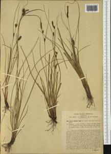 Carex extensa Gooden., Western Europe (EUR) (Italy)