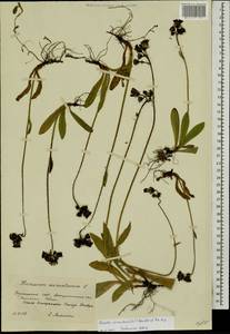 Pilosella aurantiaca subsp. aurantiaca, Eastern Europe, West Ukrainian region (E13) (Ukraine)
