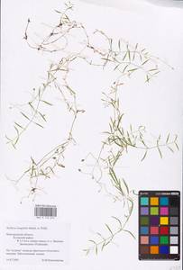 Stellaria longifolia (Regel) Muhl. ex Willd., Eastern Europe, North-Western region (E2) (Russia)