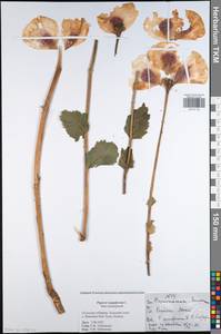 Papaver somniferum L., Eastern Europe, Central region (E4) (Russia)