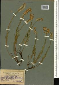 Polygala major Jacq., Caucasus, Georgia (K4) (Georgia)