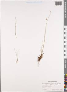 Carex maximowiczii Miq., Siberia, Russian Far East (S6) (Russia)
