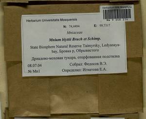 Mnium blyttii Bruch & Schimp., Bryophytes, Bryophytes - Krasnoyarsk Krai, Tyva & Khakassia (B17) (Russia)