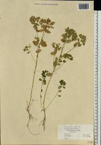 Euphorbia peplus L., Eastern Europe, North-Western region (E2) (Russia)
