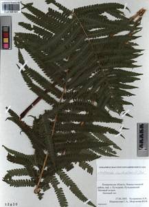 Matteuccia struthiopteris (L.) Tod., Siberia, Altai & Sayany Mountains (S2) (Russia)