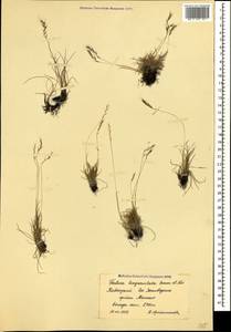 Festuca sommieri Litard., Caucasus, Krasnodar Krai & Adygea (K1a) (Russia)