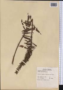 Oenothera biennis L., America (AMER) (United States)