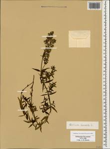 Galium boreale L., Caucasus, Stavropol Krai, Karachay-Cherkessia & Kabardino-Balkaria (K1b) (Russia)