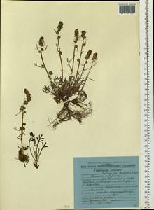 Artemisia borealis Pall., Siberia, Chukotka & Kamchatka (S7) (Russia)