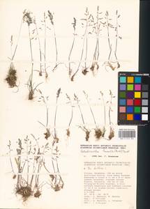 Catabrosella humilis (M.Bieb.) Tzvelev, Eastern Europe, Lower Volga region (E9) (Russia)