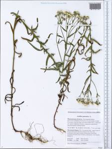 Achillea ptarmica subsp. ptarmica, Eastern Europe, Northern region (E1) (Russia)