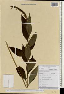 Lysimachia clethroides Duby, South Asia, South Asia (Asia outside ex-Soviet states and Mongolia) (ASIA) (South Korea)