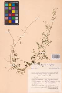 Vicia hirsuta (L.) Gray, Eastern Europe, Western region (E3) (Russia)