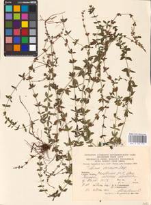 Cruciata glabra (L.) Opiz, Eastern Europe, West Ukrainian region (E13) (Ukraine)