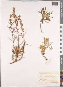 Artemisia lagocephala (Fisch. ex Besser) DC., Siberia, Baikal & Transbaikal region (S4) (Russia)