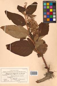 Koenigia weyrichii (F. Schmidt) T. M. Schust. & Reveal, Siberia, Russian Far East (S6) (Russia)