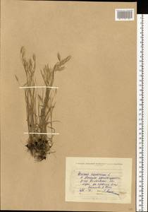 Bromus squarrosus L., Eastern Europe, North Ukrainian region (E11) (Ukraine)