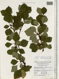 Betula pubescens var. pubescens, Eastern Europe, Northern region (E1) (Russia)