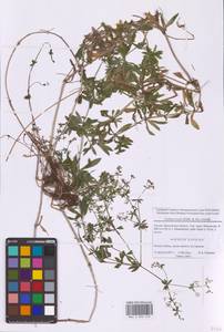 Galium rivale (Sibth. & Sm.) Griseb., Eastern Europe, Moscow region (E4a) (Russia)