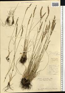 Koeleria pyramidata (Lam.) P.Beauv., Eastern Europe, Central forest-and-steppe region (E6) (Russia)