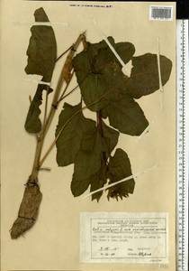 Beta vulgaris L., Eastern Europe, Moscow region (E4a) (Russia)