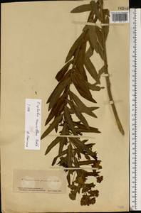 Euphorbia semivillosa (Prokh.) Krylov, Eastern Europe, South Ukrainian region (E12) (Ukraine)