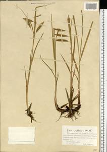 Carex paleacea Schreb. ex Wahlenb., Eastern Europe, Northern region (E1) (Russia)