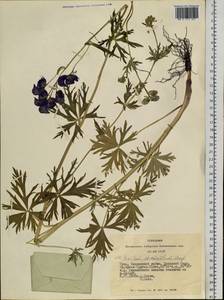 Aconitum chasmanthum Stapf ex Holmes, Siberia, Altai & Sayany Mountains (S2) (Russia)