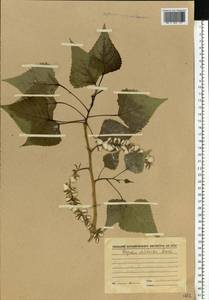 Populus deltoides, Eastern Europe, North Ukrainian region (E11) (Ukraine)