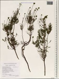 Calluna vulgaris (L.) Hull, Africa (AFR) (Portugal)