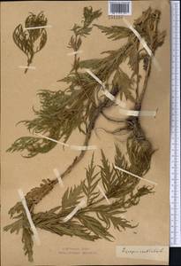 Lycopus exaltatus L.fil., Middle Asia, Northern & Central Kazakhstan (M10) (Kazakhstan)