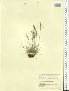 Koeleria subalpestris (Hartm.) Barberá, Quintanar, Soreng & P.M.Peterson, Siberia, Central Siberia (S3) (Russia)