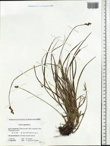 Carex leporina L., Siberia, Baikal & Transbaikal region (S4) (Russia)