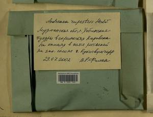 Andreaea rupestris Hedw., Bryophytes, Bryophytes - Karelia, Leningrad & Murmansk Oblasts (B4) (Russia)