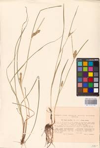 Carex secalina Willd. ex Wahlenb., Eastern Europe, North Ukrainian region (E11) (Ukraine)