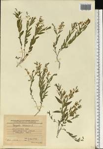Polygala sibirica L., Eastern Europe, North Ukrainian region (E11) (Ukraine)
