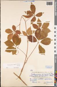 Parthenocissus inserta (A. Kern.) Fritsch, Eastern Europe, North Ukrainian region (E11) (Ukraine)