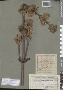 Phlomoides lehmanniana (Bunge) Adylov, Kamelin & Makhm., Middle Asia, Pamir & Pamiro-Alai (M2) (Tajikistan)