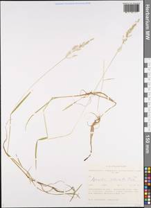 Agrostis clavata Trin., Siberia, Western Siberia (S1) (Russia)