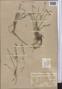 Astragalus macrotropis Bunge, Middle Asia, Western Tian Shan & Karatau (M3) (Kazakhstan)