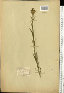 Dianthus eugeniae Kleopow, Eastern Europe, North Ukrainian region (E11) (Ukraine)