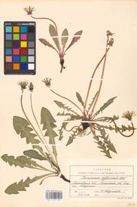 Taraxacum officinale Weber ex F. H. Wigg., Eastern Europe, Moscow region (E4a) (Russia)