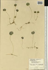 Hydrocotyle vulgaris L., Eastern Europe, West Ukrainian region (E13) (Ukraine)