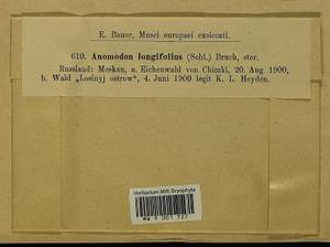 Anomodontella longifolia (Schleich. ex Brid.) Ignatov & Fedosov, Bryophytes, Bryophytes - Moscow City & Moscow Oblast (B6a) (Russia)